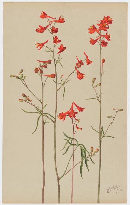 Delphinium Cardinale