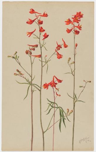 Delphinium Cardinale