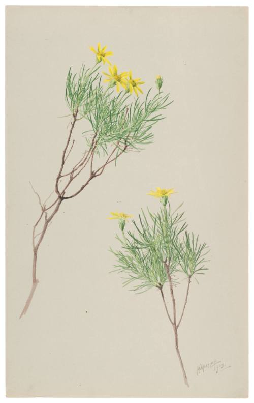 Aplopappus Lineraifolius