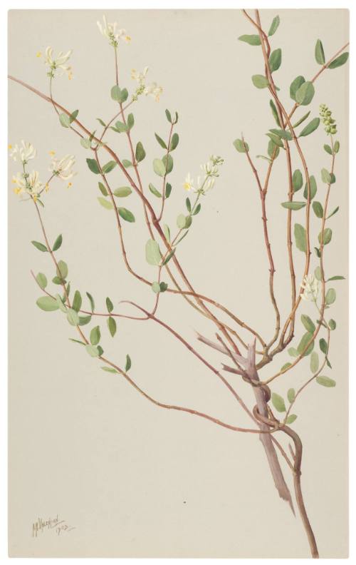 Lonicera Hipidula Subspicata