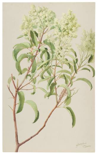 Rhus Laurina