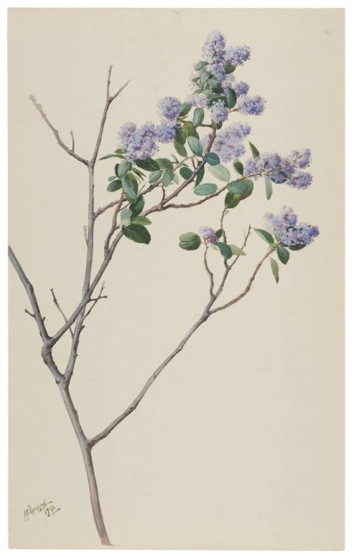 Ceonothus Orcuttianus