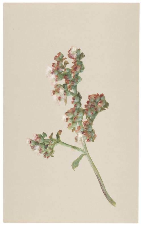 Mesembrianthemum Crystallinum