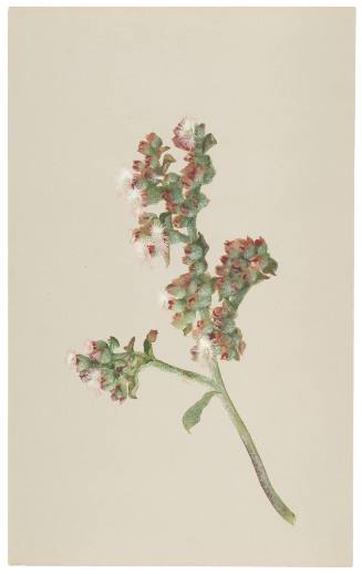 Mesembrianthemum Crystallinum