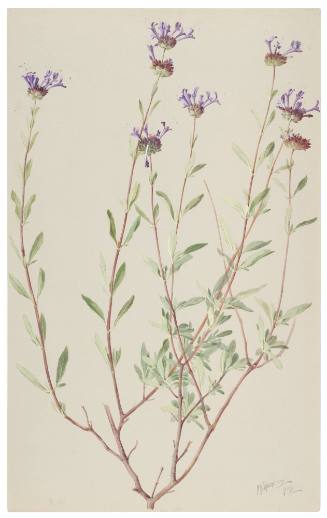 Audibertia Clevelandi