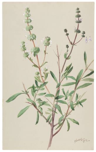 Audibertia Stachyoides