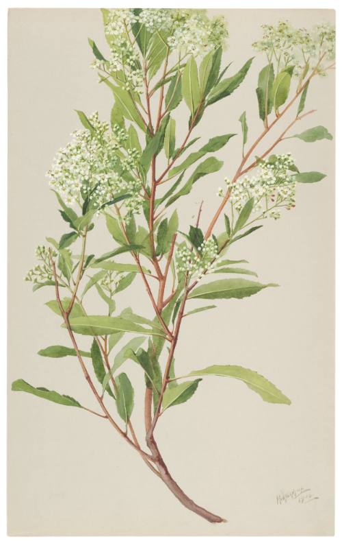 Hertremeles Arbutifolia