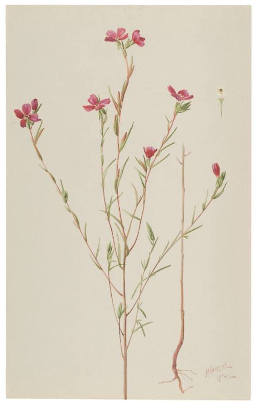 Godetia Quadrivulnera