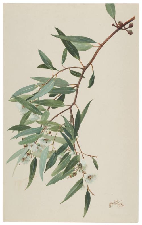 Eucalyptus