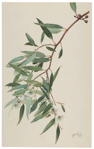 Eucalyptus