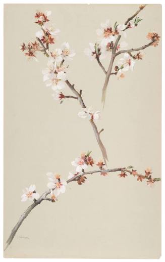 Soft Shelled Almond Blossom