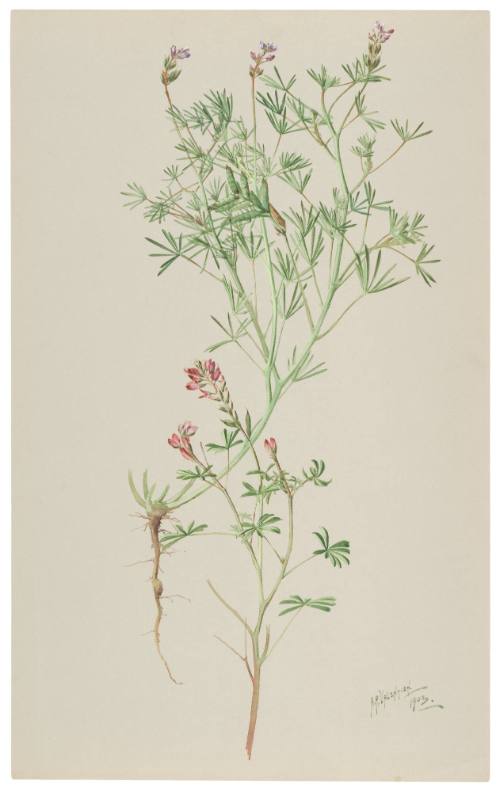 Lupinus Pachylobus and Lupinus