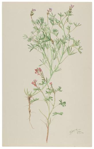 Lupinus Pachylobus and Lupinus