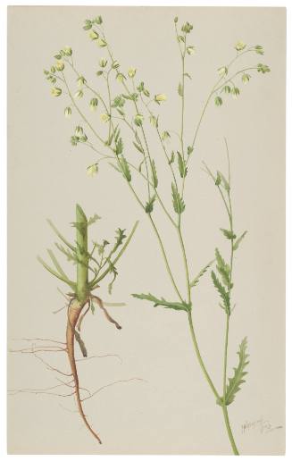 Emmenanthe Penduliflora