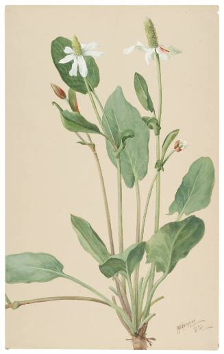 Houttuynia Californica