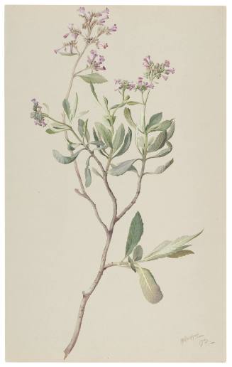 Eriodictyon Tomentosum