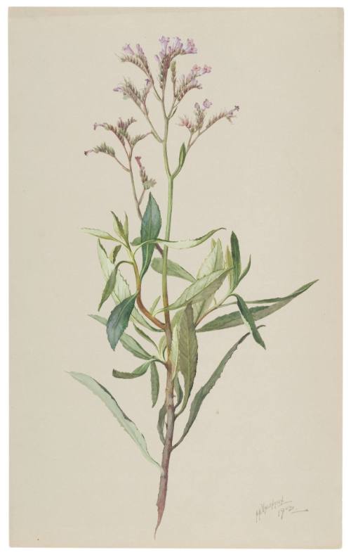 Eriodictyon Glutinosum