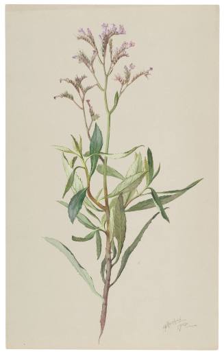 Eriodictyon Glutinosum