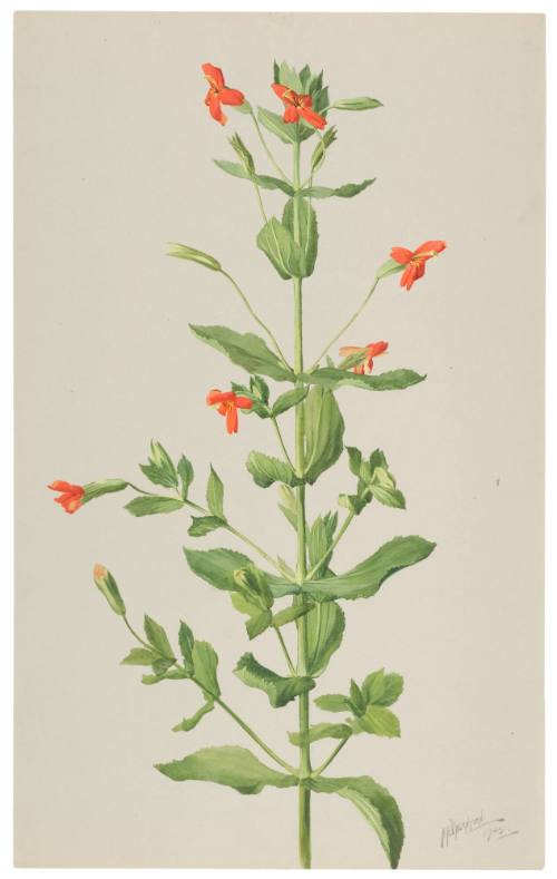 Mimulus Cardinalis