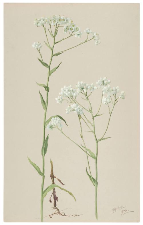 Anaphalis Margaritacea