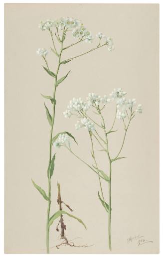 Anaphalis Margaritacea