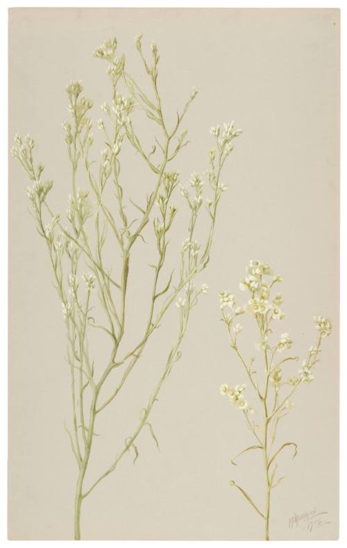 Gnaphalium Ramosissinum