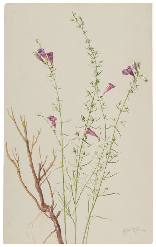 Pentstenson Tennifolius