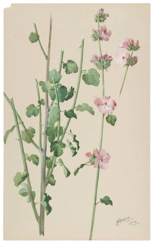 Malvastrum Fremontii