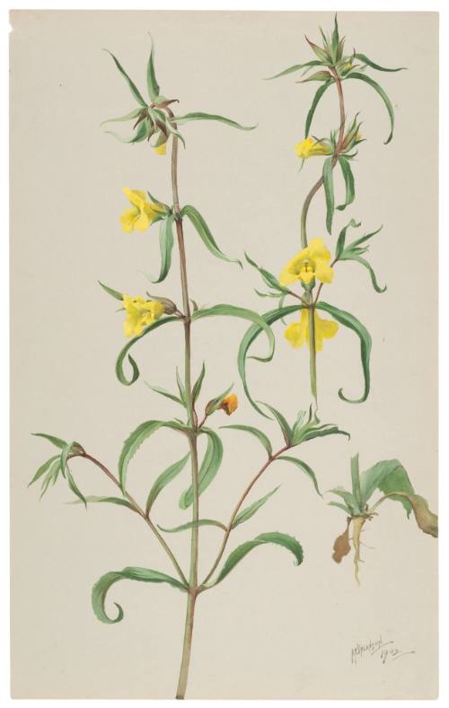 Mimulus Breviflorus