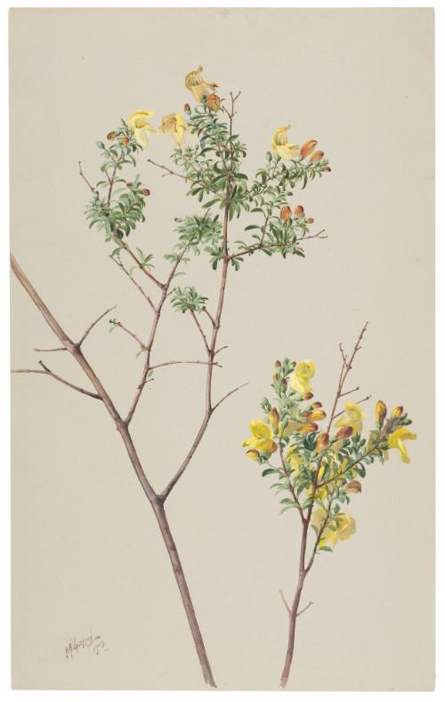 Pentstemon Antirrhoides