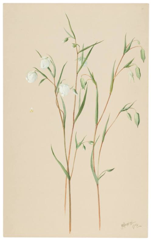 Calochortus Albus