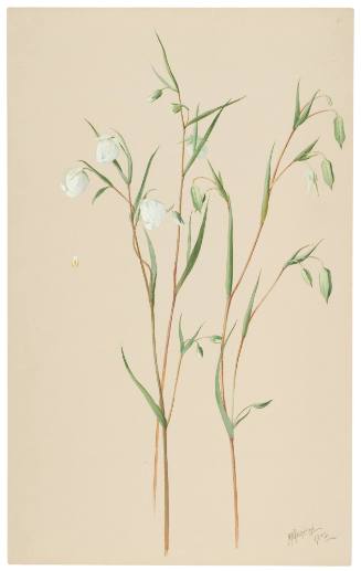 Calochortus Albus