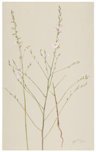 Stephanomeria Virgata