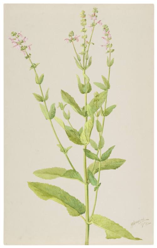 Stachys Bullata