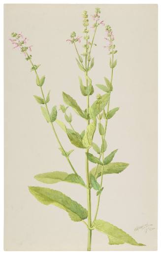 Stachys Bullata