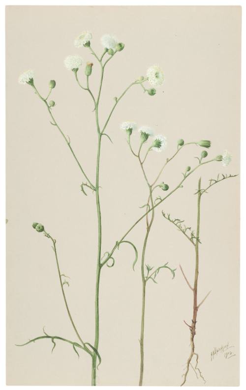 Chaenactis Artemisiaefolia