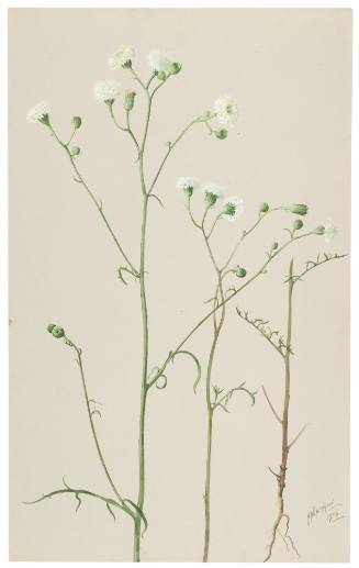 Chaenactis Artemisiaefolia