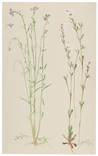 Silene Gallica and Linaria Canadensis
