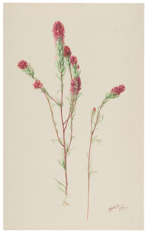 Orthoccarpus Purpurascens-Escobita