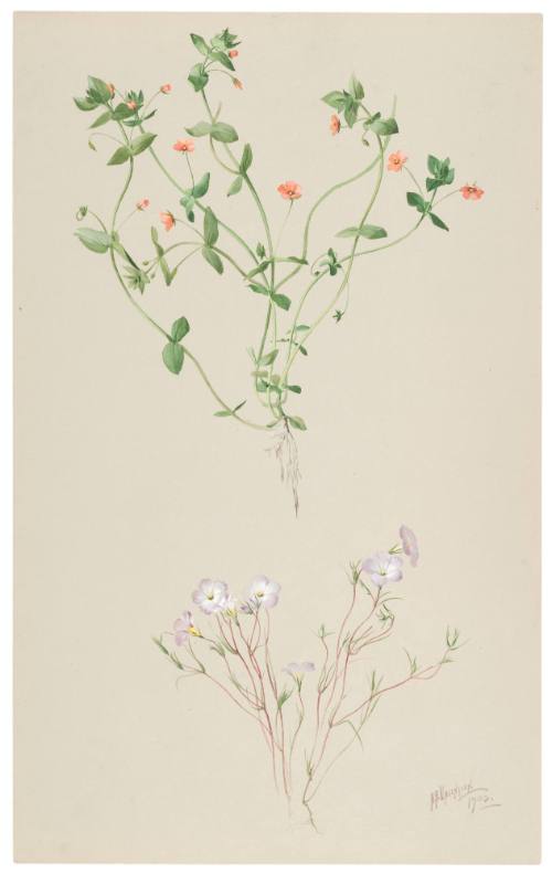 Anagallis Arvensis and Gilia Dianthoides