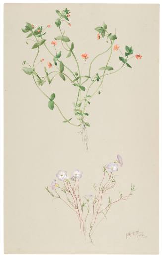 Anagallis Arvensis and Gilia Dianthoides