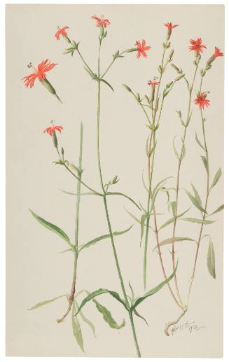 Silene Laciniata