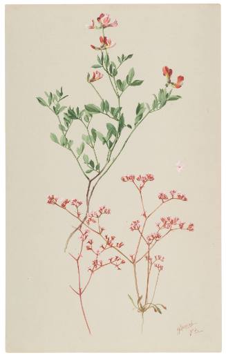 Hosackia Grandiflora and Chorizanthe Zimbriata