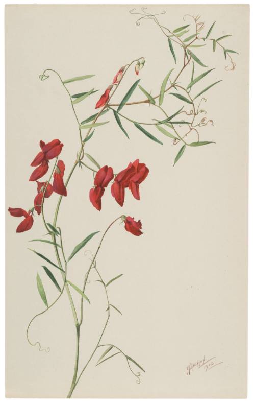 Lathyrus Splendens