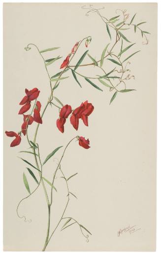 Lathyrus Splendens