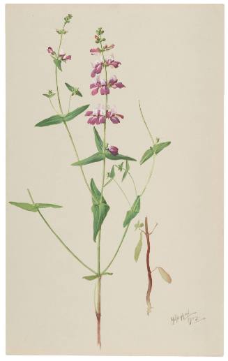 Collinsia Bicolor-Collinsia