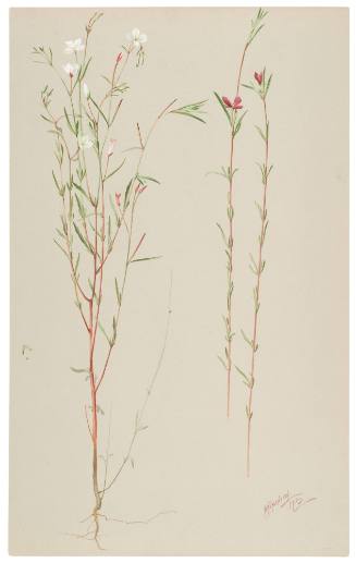 Godetia Quadrivulnera and Godetia Epilobiodes