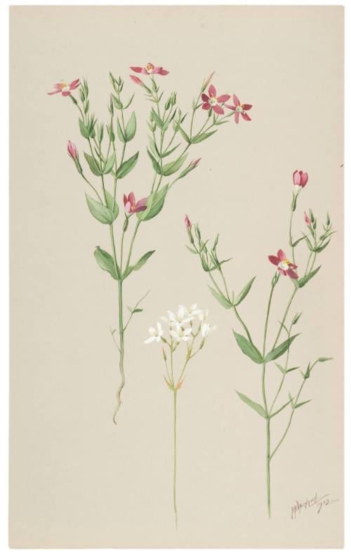 Erythraea Venusta-Canchalagua