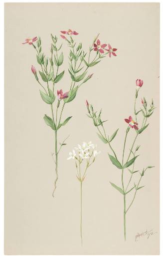 Erythraea Venusta-Canchalagua