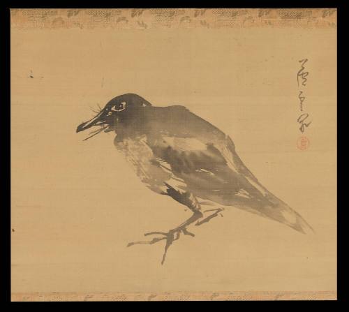 Large Black Bird